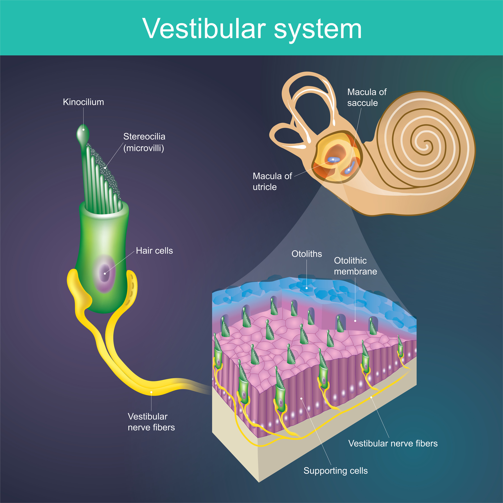 An organ that determines the body's balance. And the direction of the body. Vestibular system It is part of the mammal's hearing system.