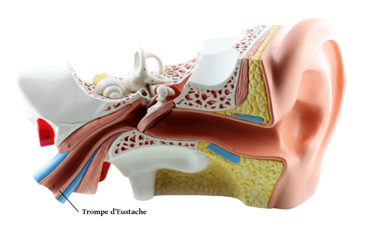 Rééducation tubaire